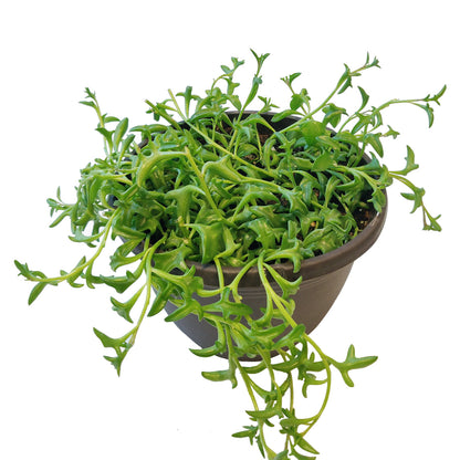 String of Dolphins Senecio Peregrinus Succulent