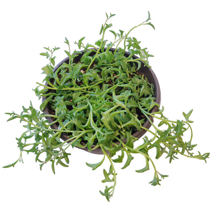 String of Dolphins Senecio Peregrinus Succulent