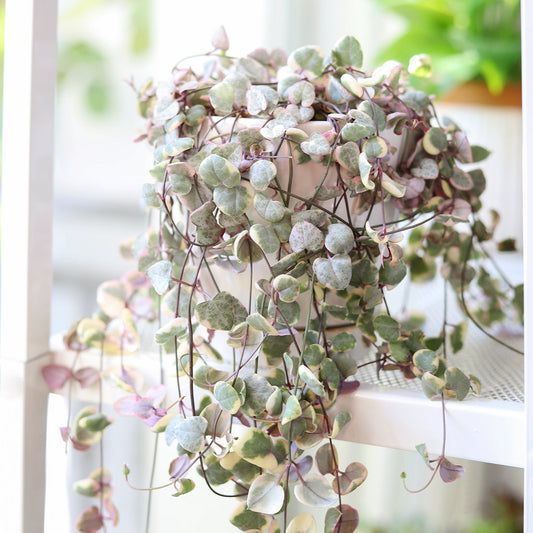 Variegated String of Hearts