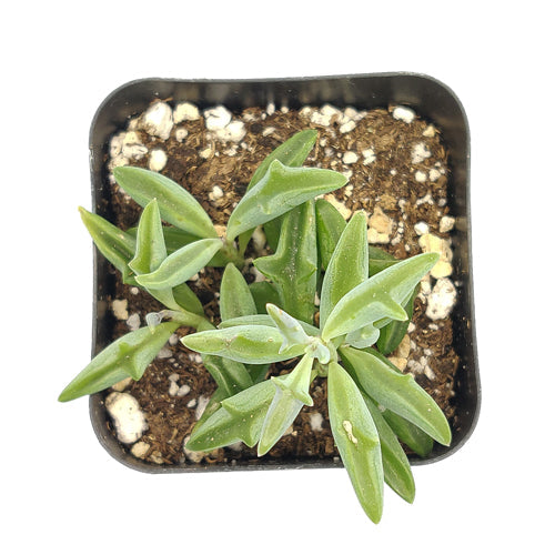 String of Dolphins Senecio Peregrinus Succulent