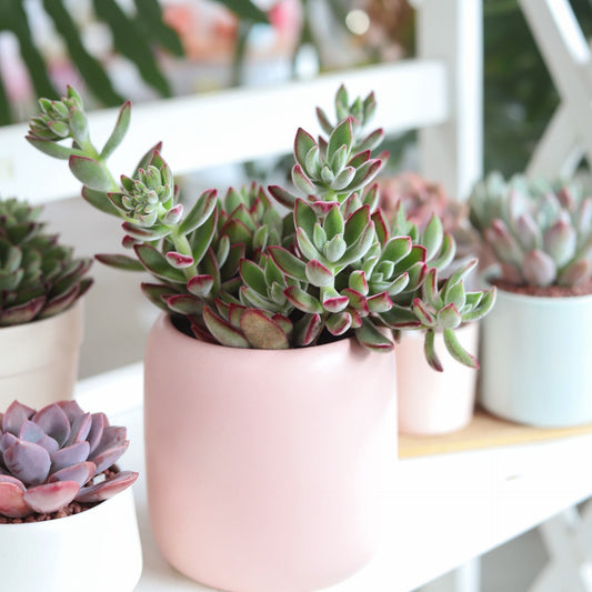 Echeveria Harmsii Ruby Slipper