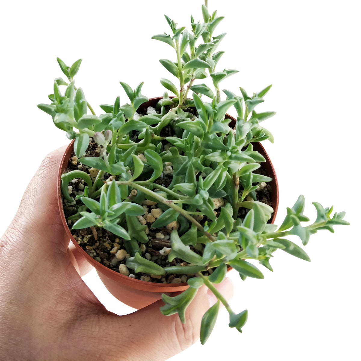 String of Dolphins Senecio Peregrinus Succulent