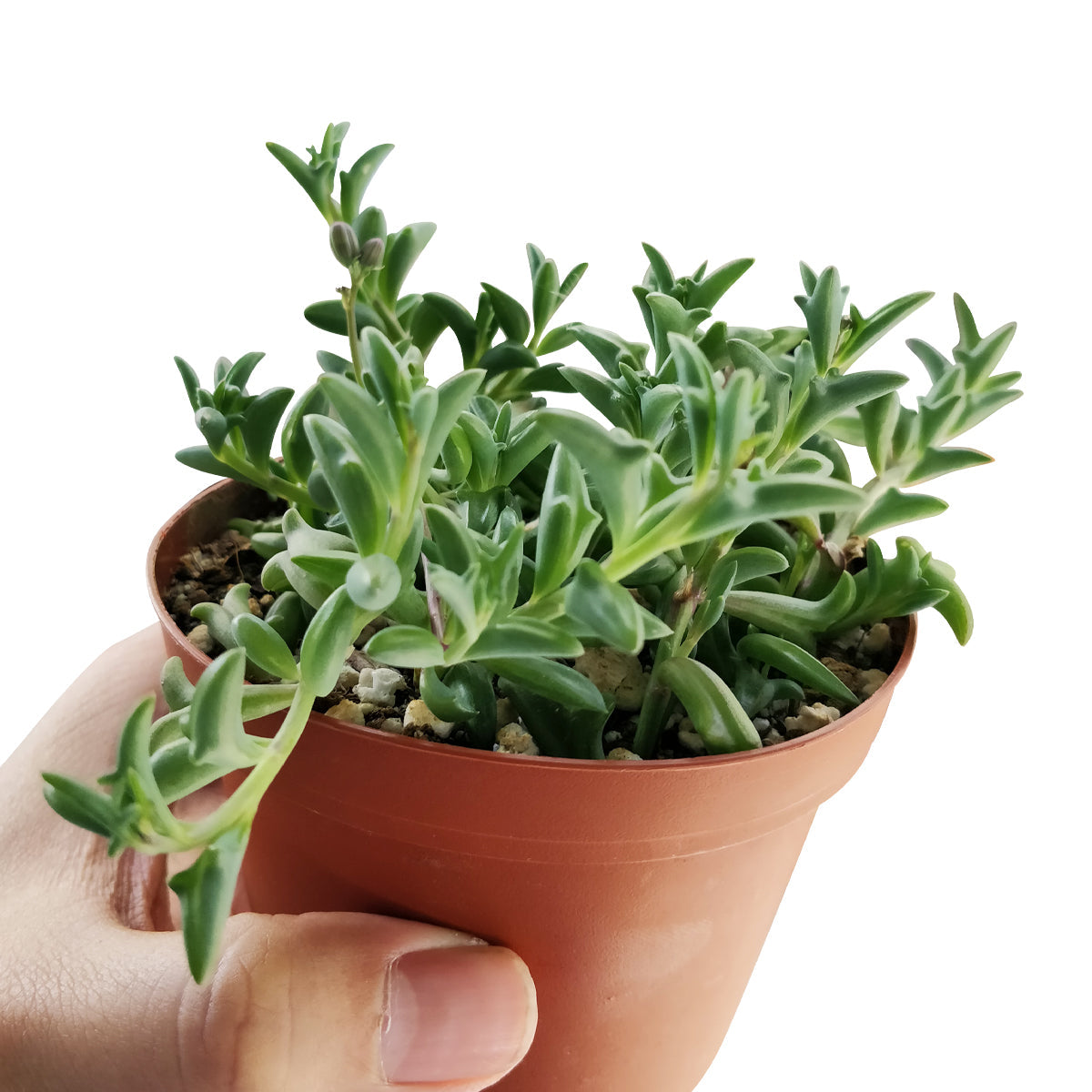 String of Dolphins Senecio Peregrinus Succulent