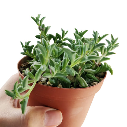 String of Dolphins Senecio Peregrinus Succulent