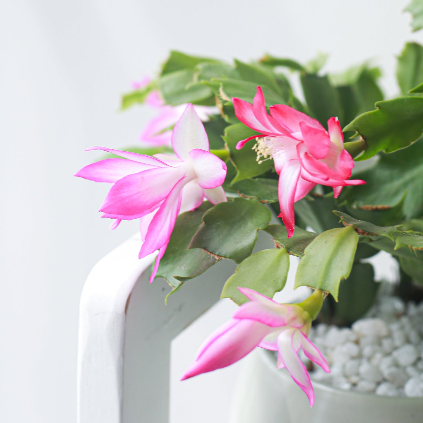 Random Color Christmas Cactus Thanksgiving Cactus