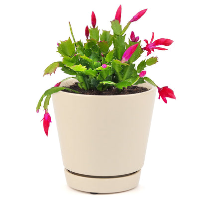 Random Color Christmas Cactus Thanksgiving Cactus