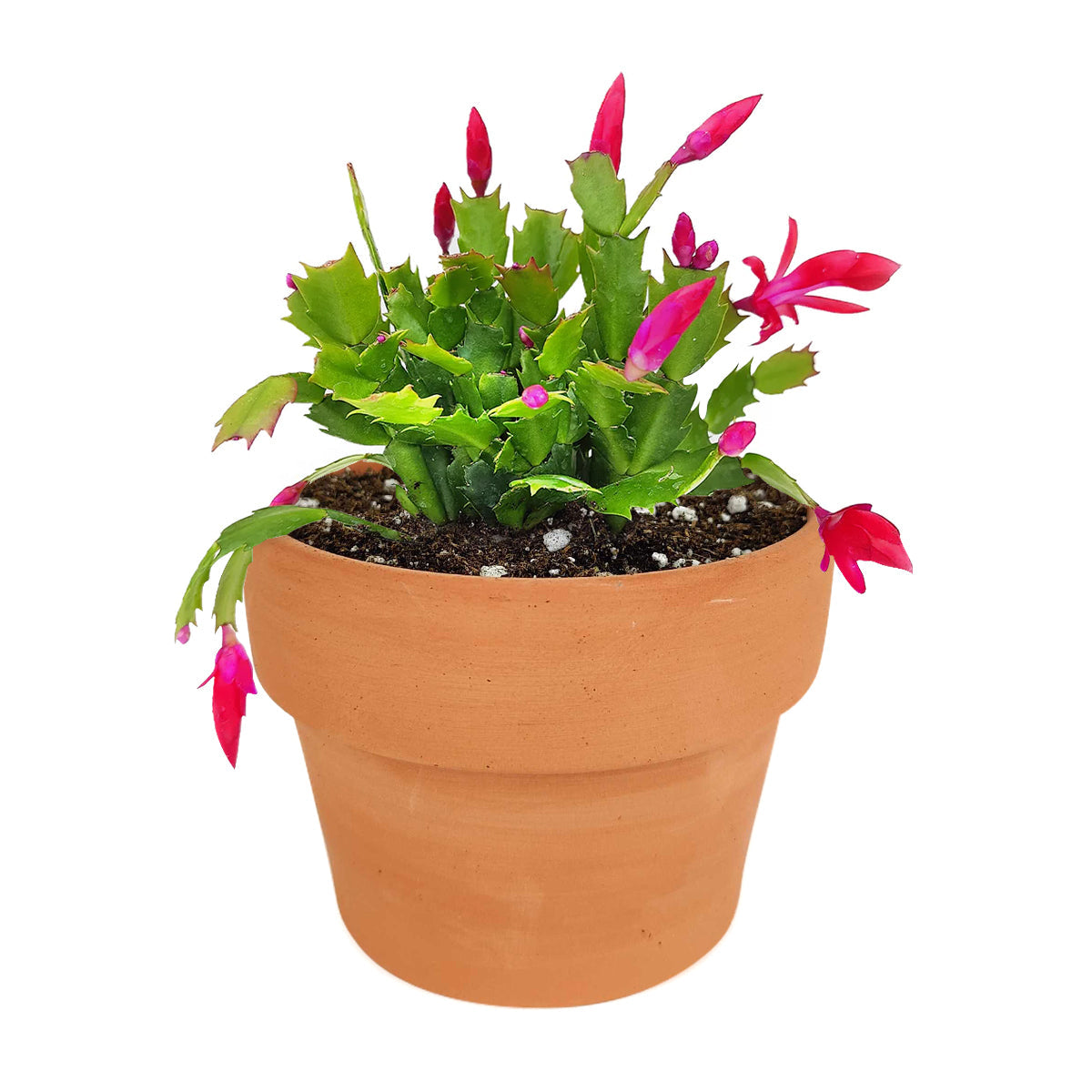 Random Color Christmas Cactus Thanksgiving Cactus