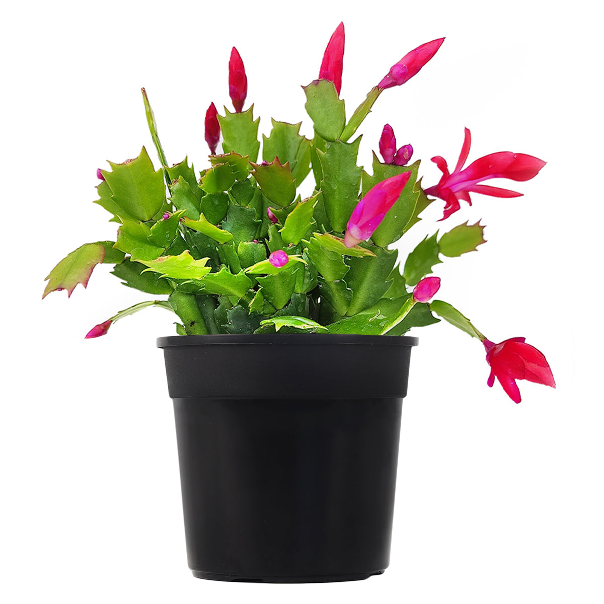 Random Color Christmas Cactus Thanksgiving Cactus