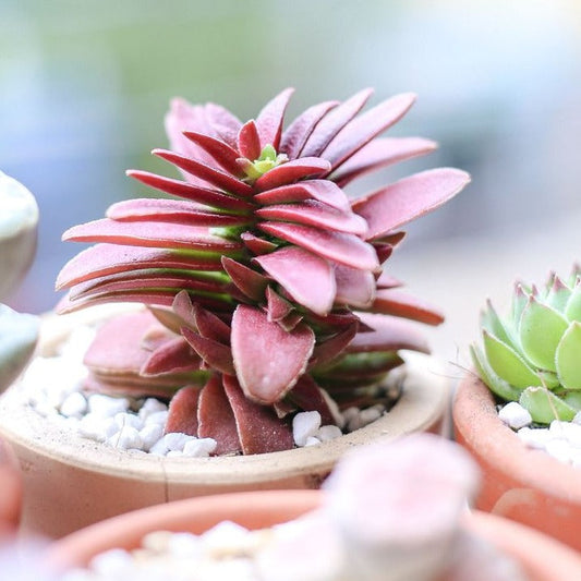 Crassula Red Pagoda Shark Tooth