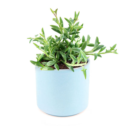 String of Dolphins Senecio Peregrinus Succulent