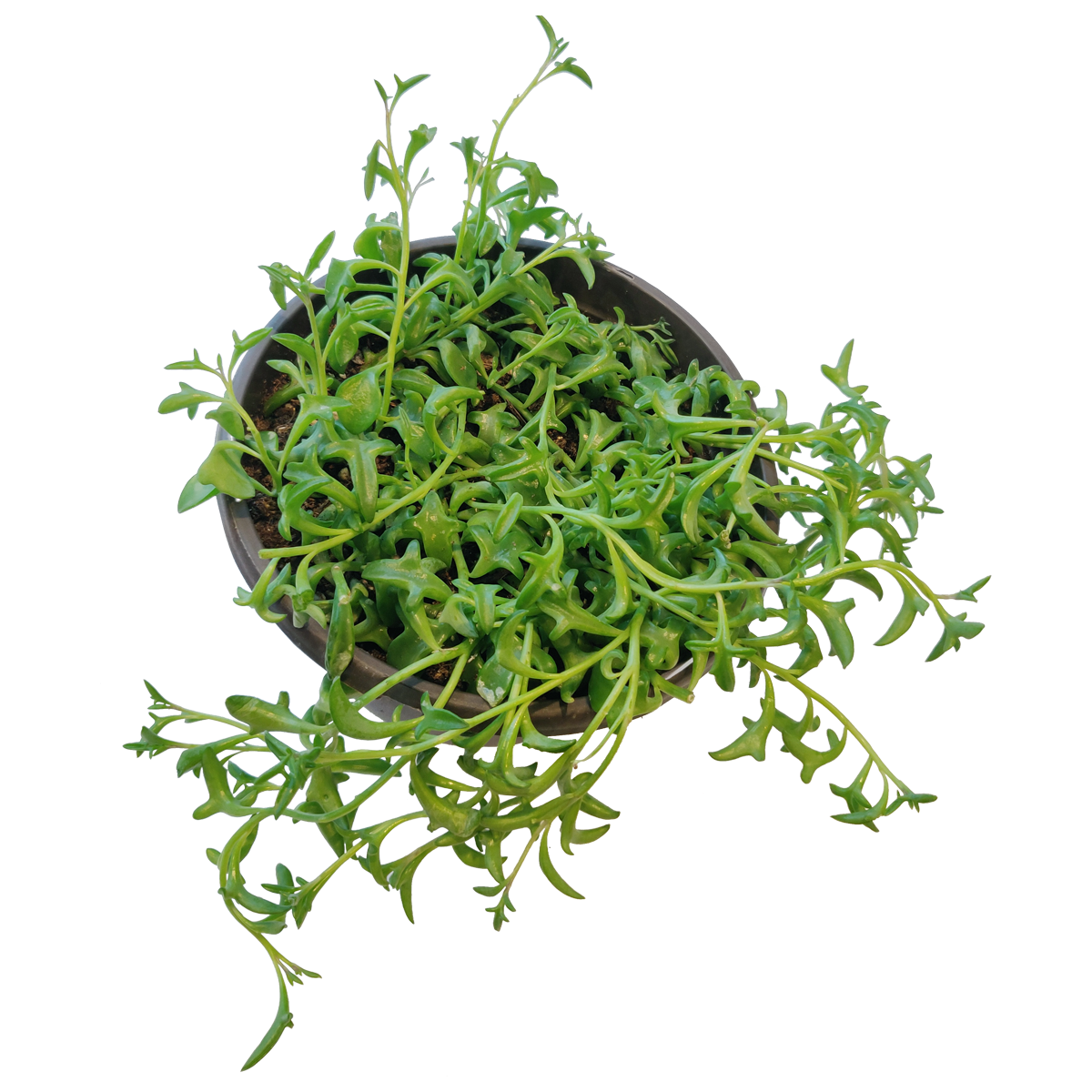 String of Dolphins Senecio Peregrinus Succulent