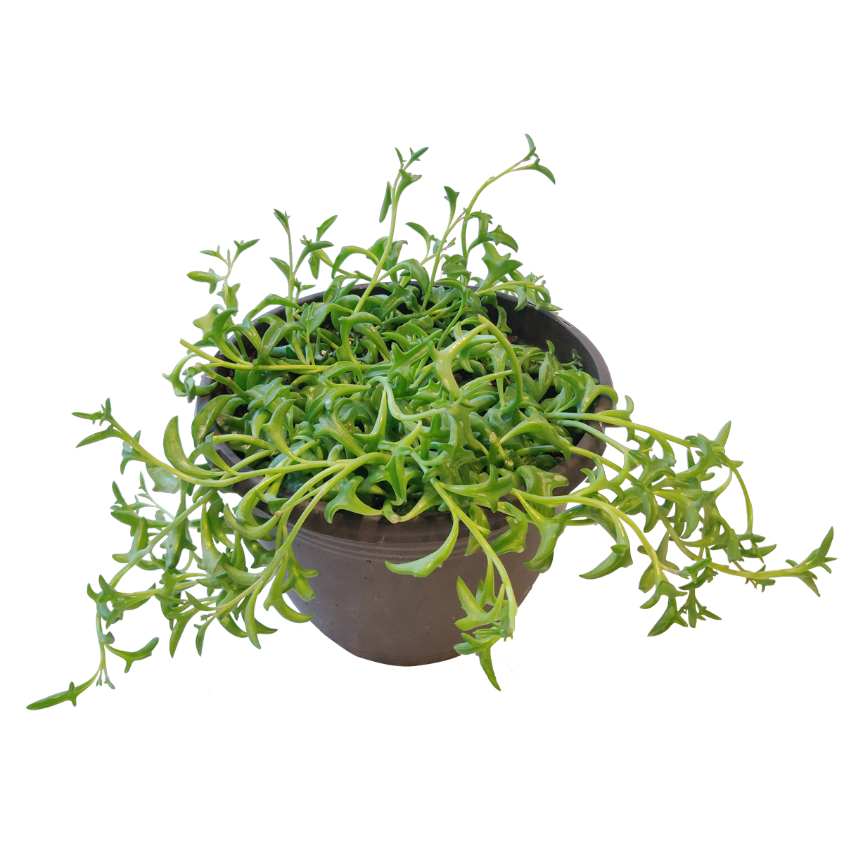 String of Dolphins Senecio Peregrinus Succulent