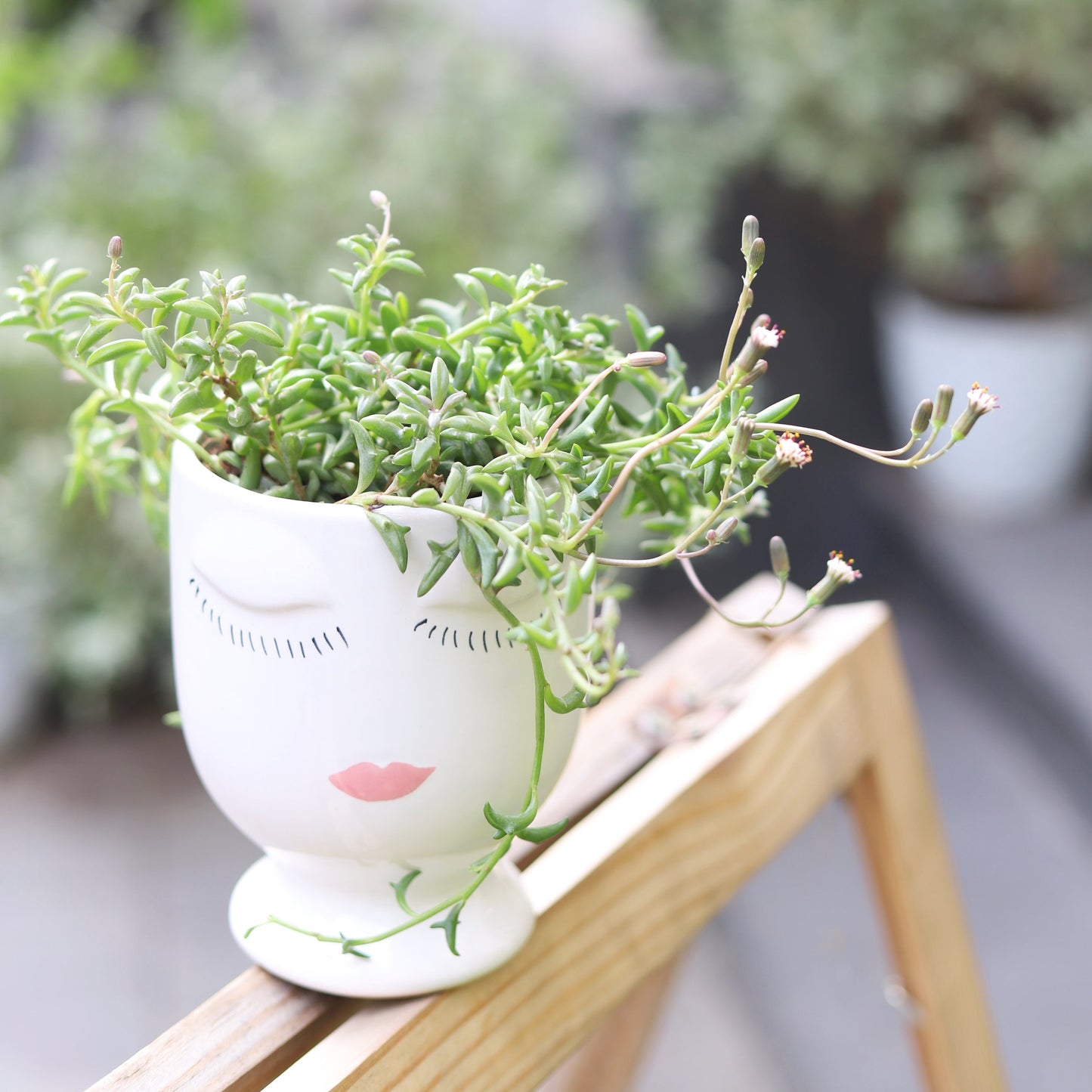 String of Dolphins Senecio Peregrinus Succulent