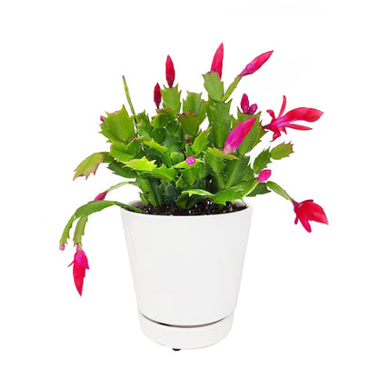 Random Color Christmas Cactus Thanksgiving Cactus