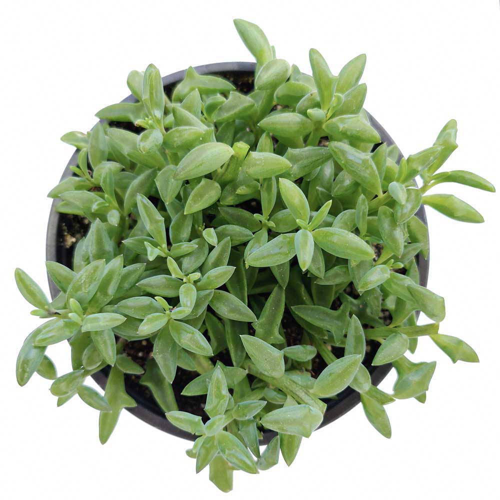 String of Dolphins Senecio Peregrinus Succulent